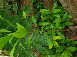 Hybrid Cashew Seedlings