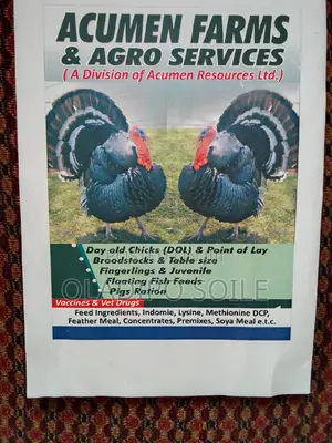 Imported Turkeys 4 Weeks to Adult Turkey