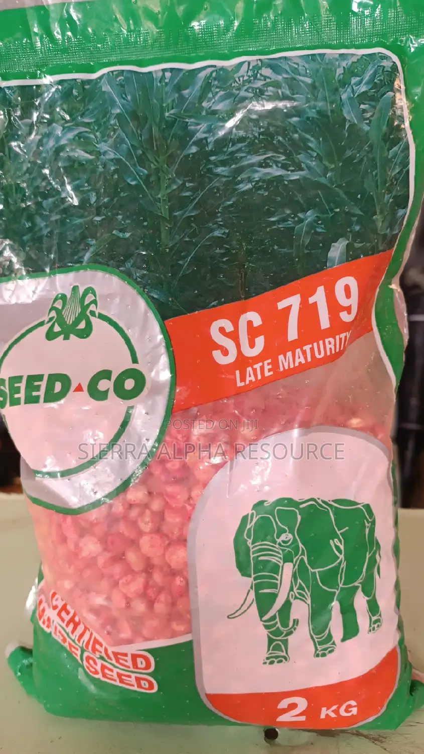 Maize Seeds