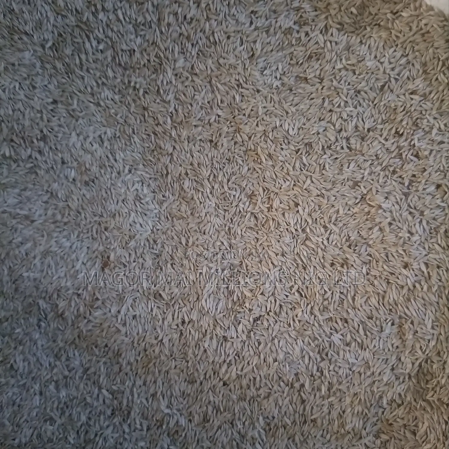 High Quality Seeds (Check Description for Prices)