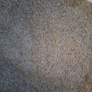 High Quality Seeds (Check Description for Prices)