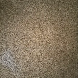 High Quality Seeds (Check Description for Prices)