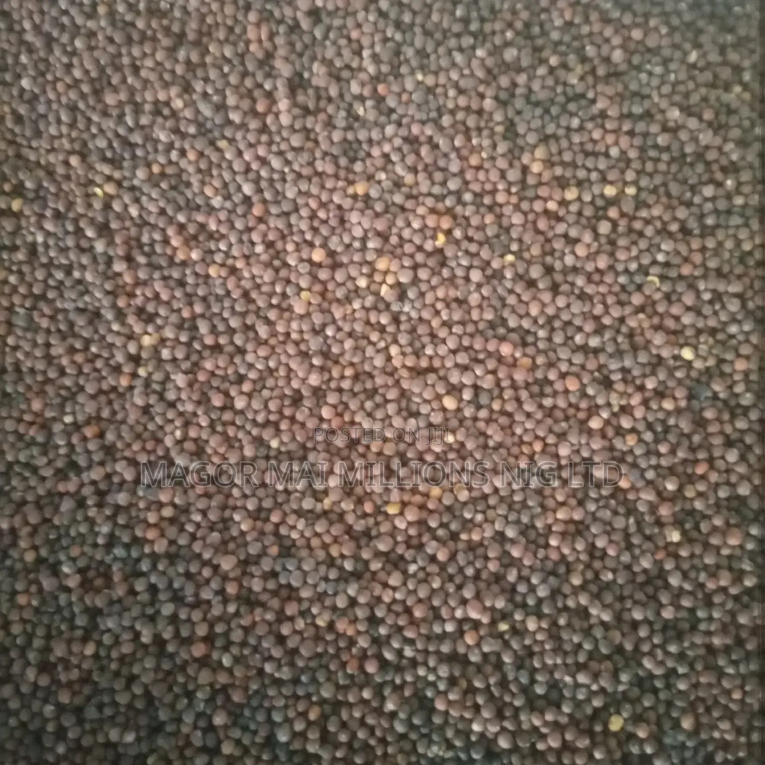 High Quality Seeds (Check Description for Prices)