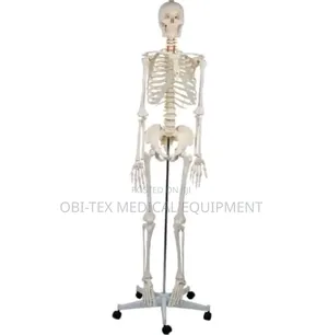 Brand New Skeleton Figure