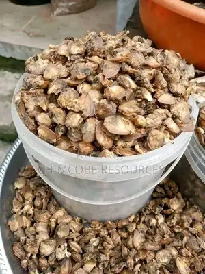 Dehydrated Clam