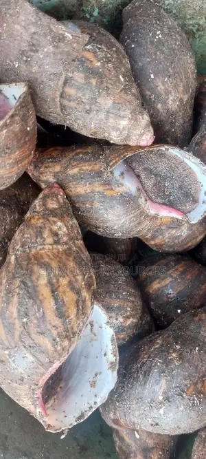 Jumbo Snails