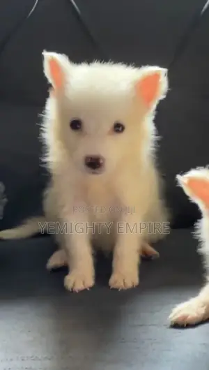 1-3 months Male Purebred American Eskimo