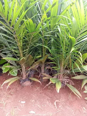 8000 Acres of Farmland for Sale at 600,000 Per Acre