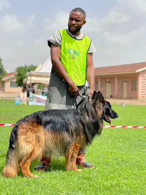 1+ year Male Purebred German Shepherd