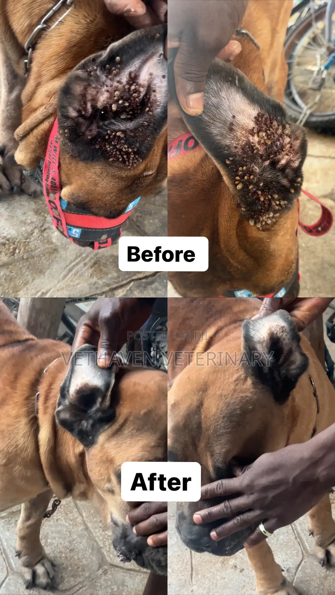 Veterinary Doctor