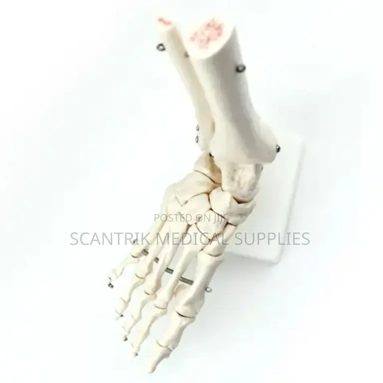 Ankle Joint