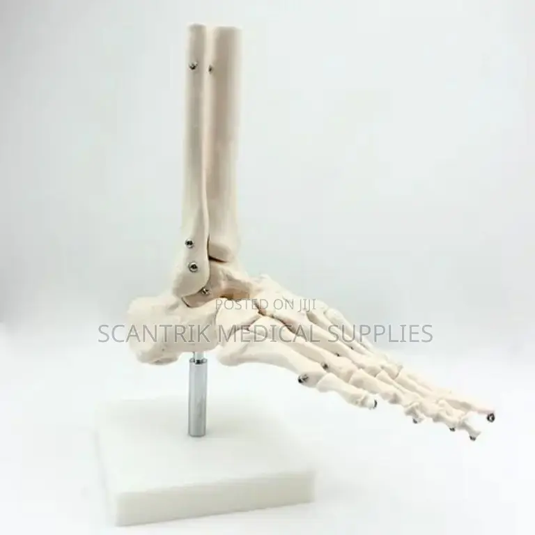 Human Foot Skeleton