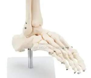 Anatomical Joint Model