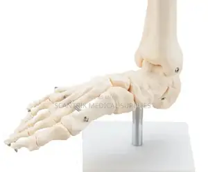 Foot Anatomy
