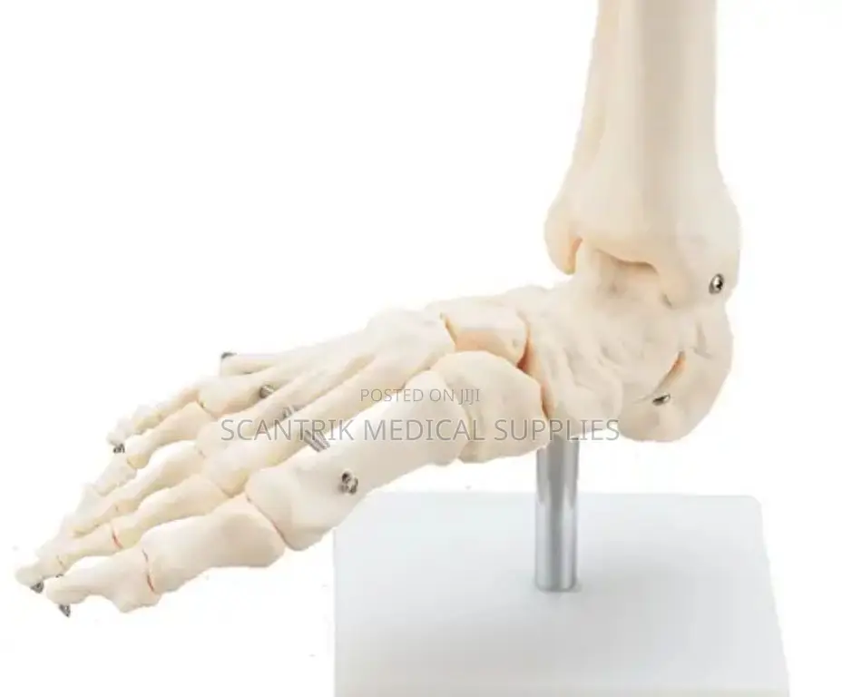 Foot Anatomy