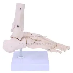 Joint Skeleton