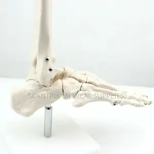 Human Ankle Structure