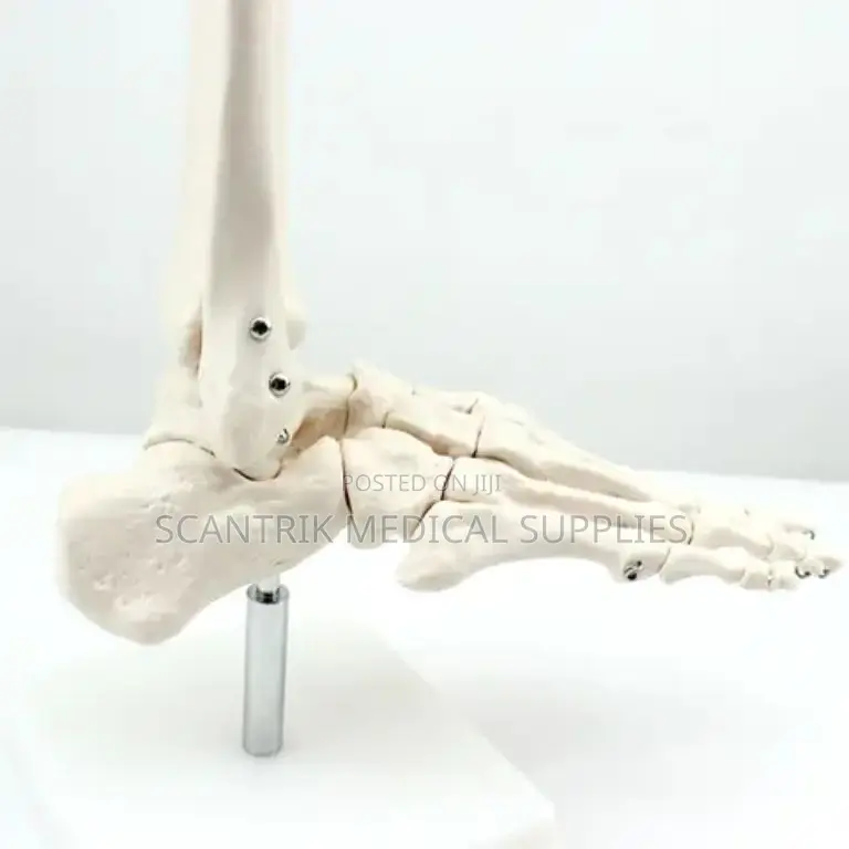 Human Ankle Structure