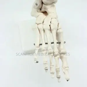 Foot and Ankle Structure