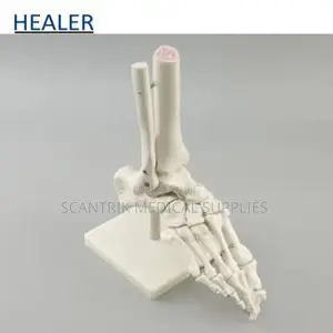 Talocrural Joint