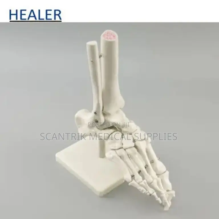 Talocrural Joint