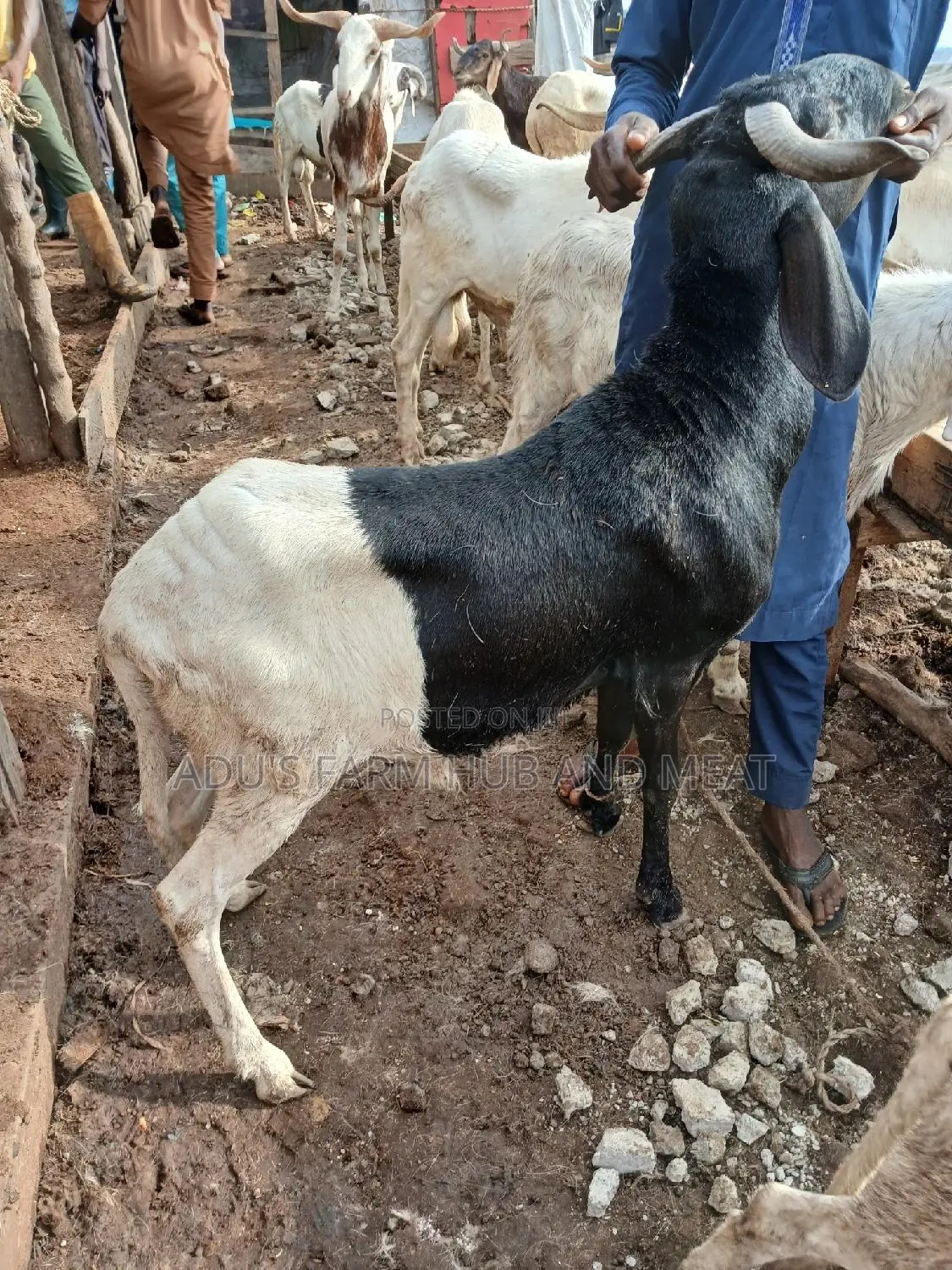 Big and Healthy Rams/Agbo