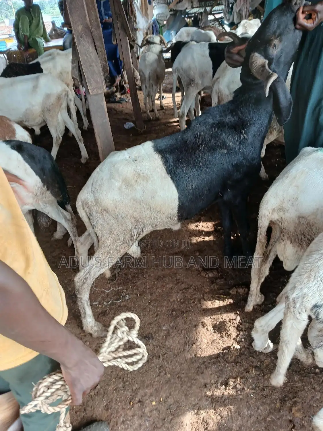 Big and Healthy Rams/Agbo