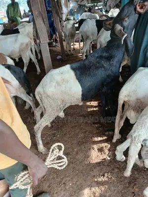 Big and Healthy Rams/Agbo