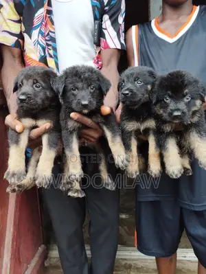 1-3 months Female Purebred German Shepherd