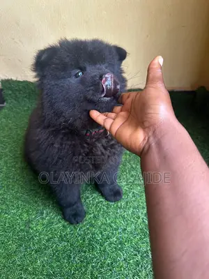 1-3 months Female Purebred Chow Chow