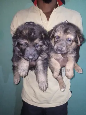 1-3 months Female Purebred German Shepherd
