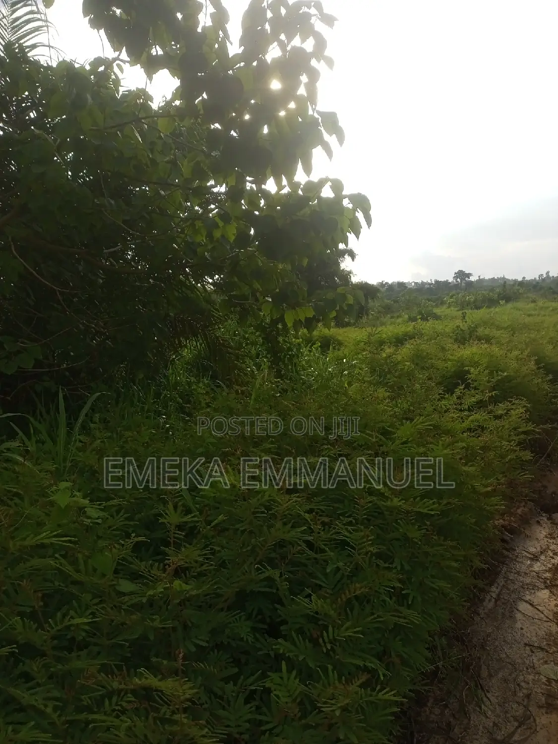1 Plot at Mango and Lion Estate
