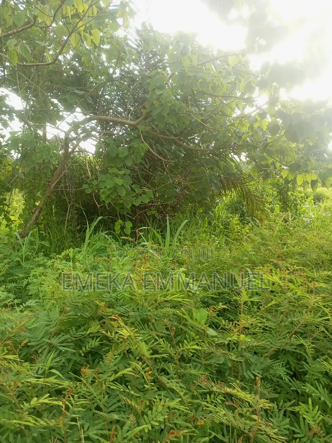 1 Plot at Mango and Lion Estate