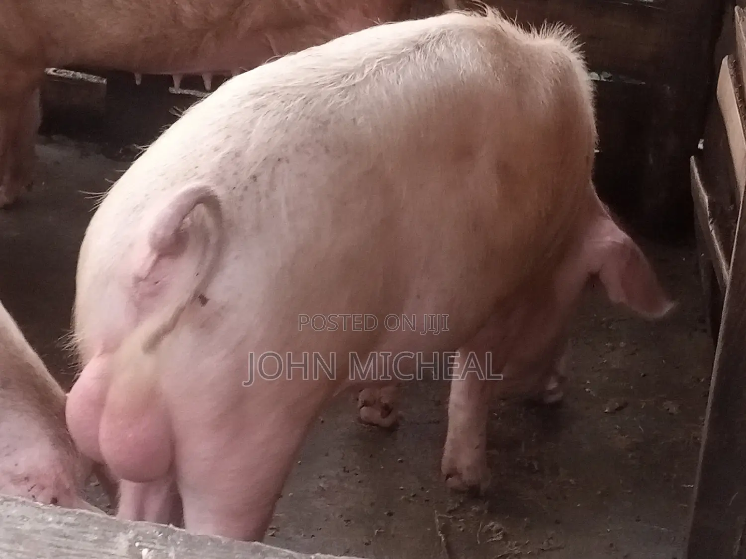 Pigs for Sale