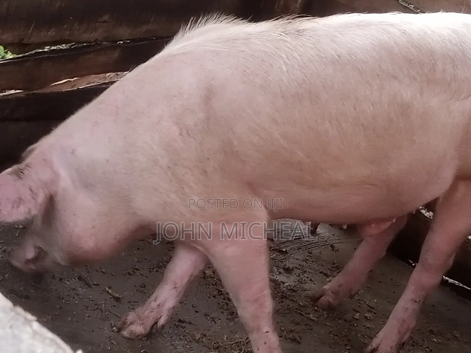 Pigs for Sale