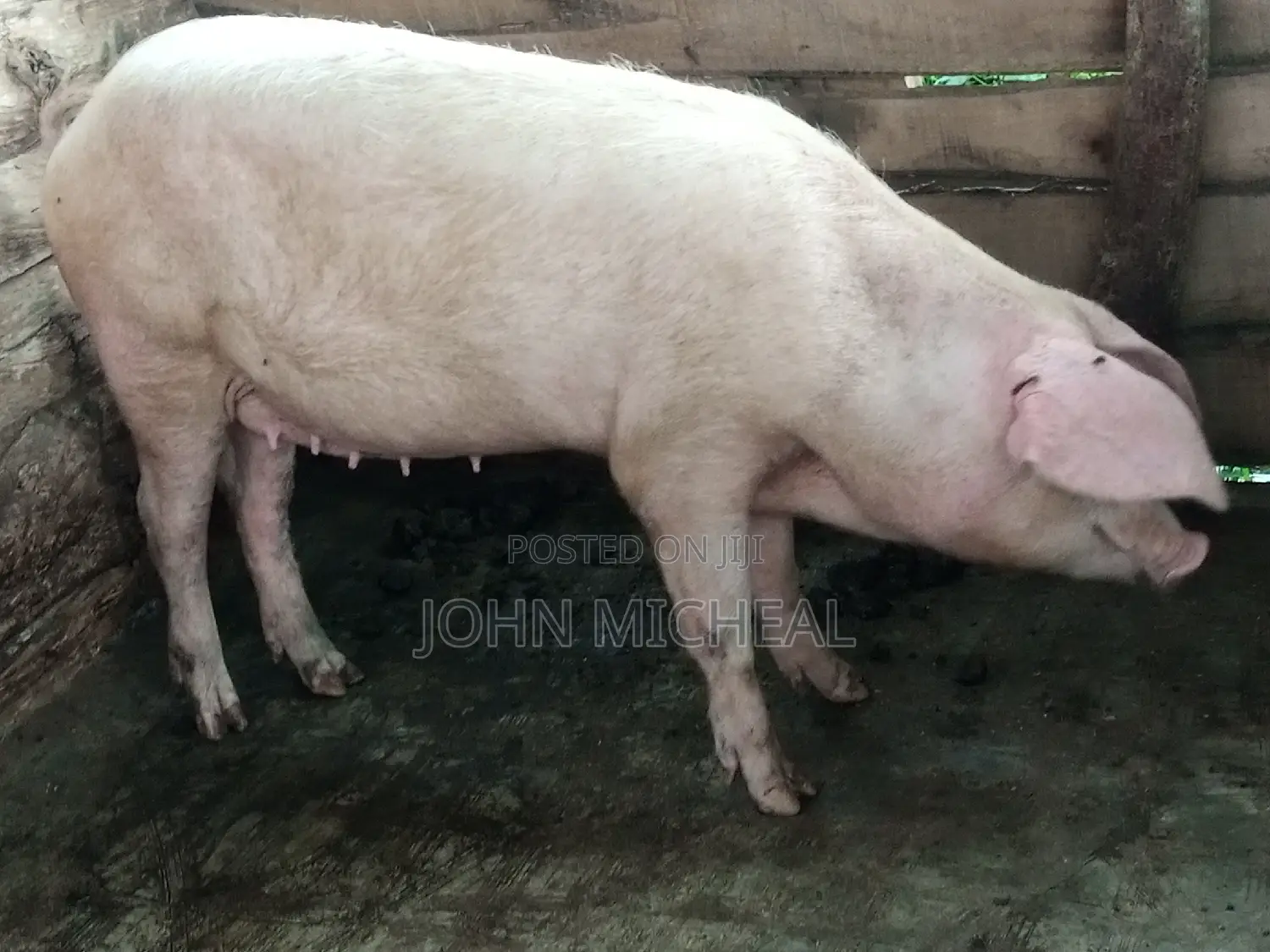 Pigs for Sale