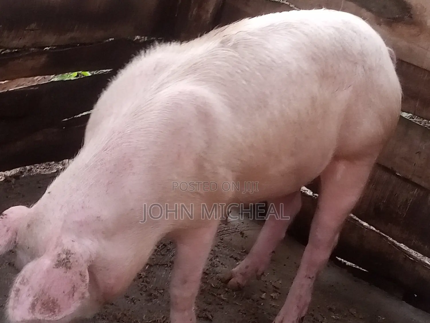 Pigs for Sale