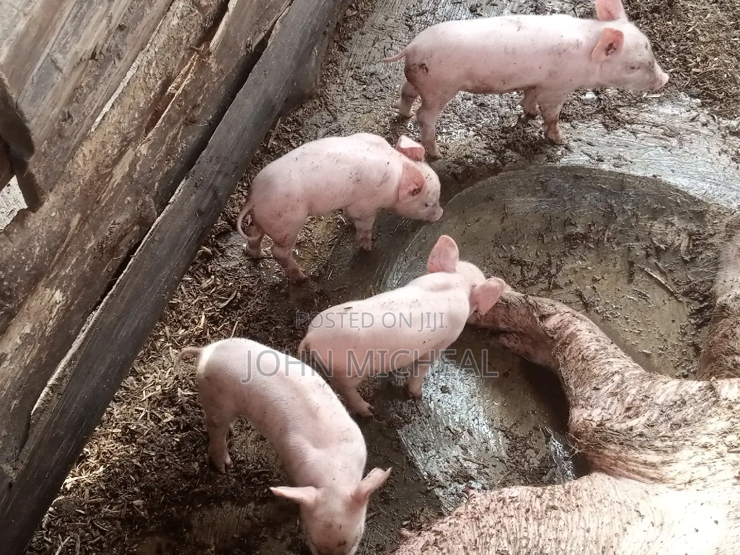 Pigs for Sale