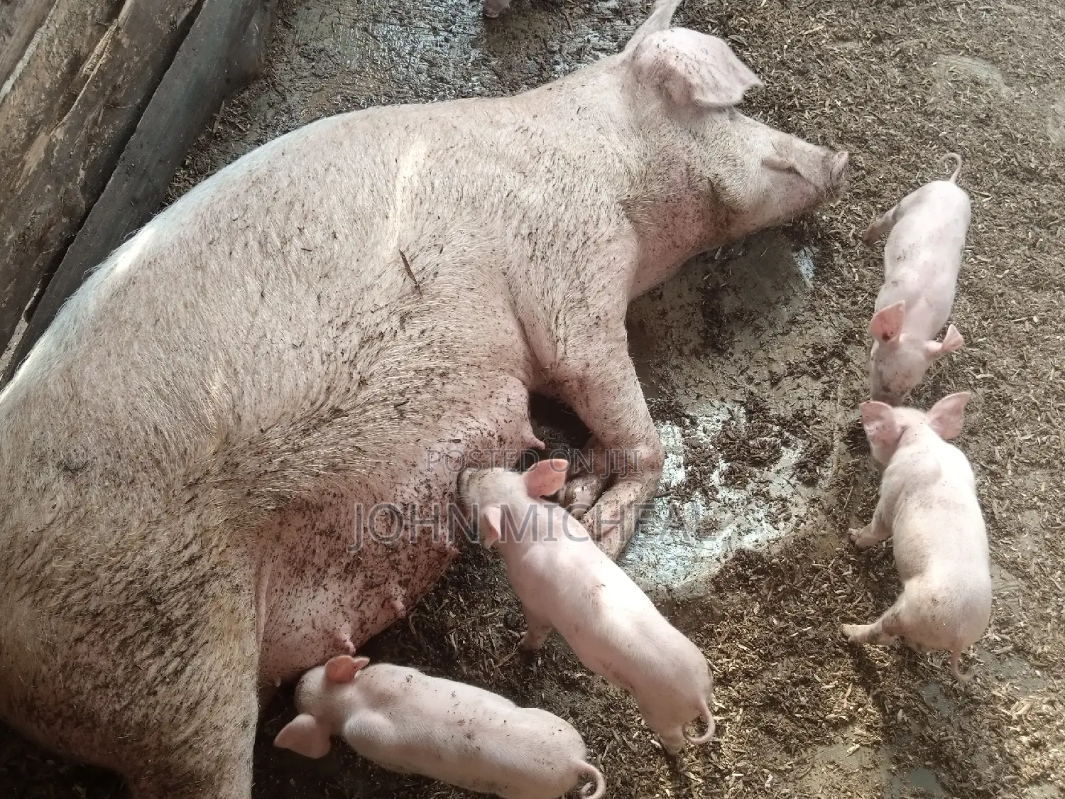 Pigs for Sale