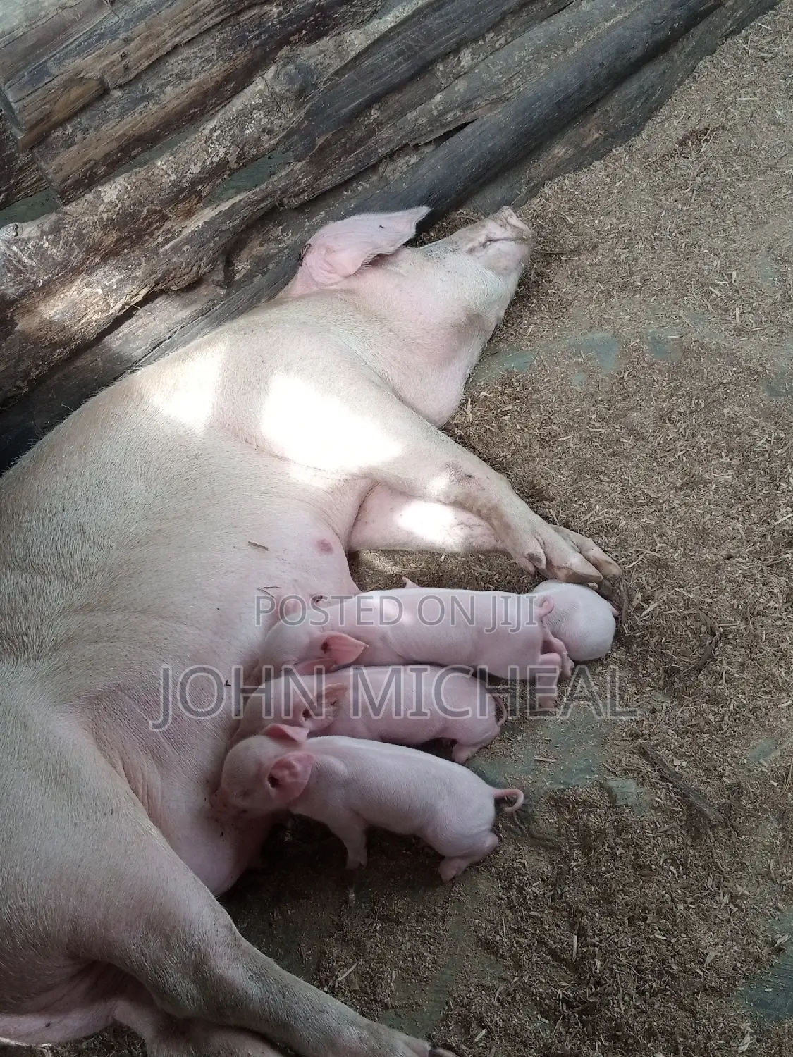 Pigs for Sale