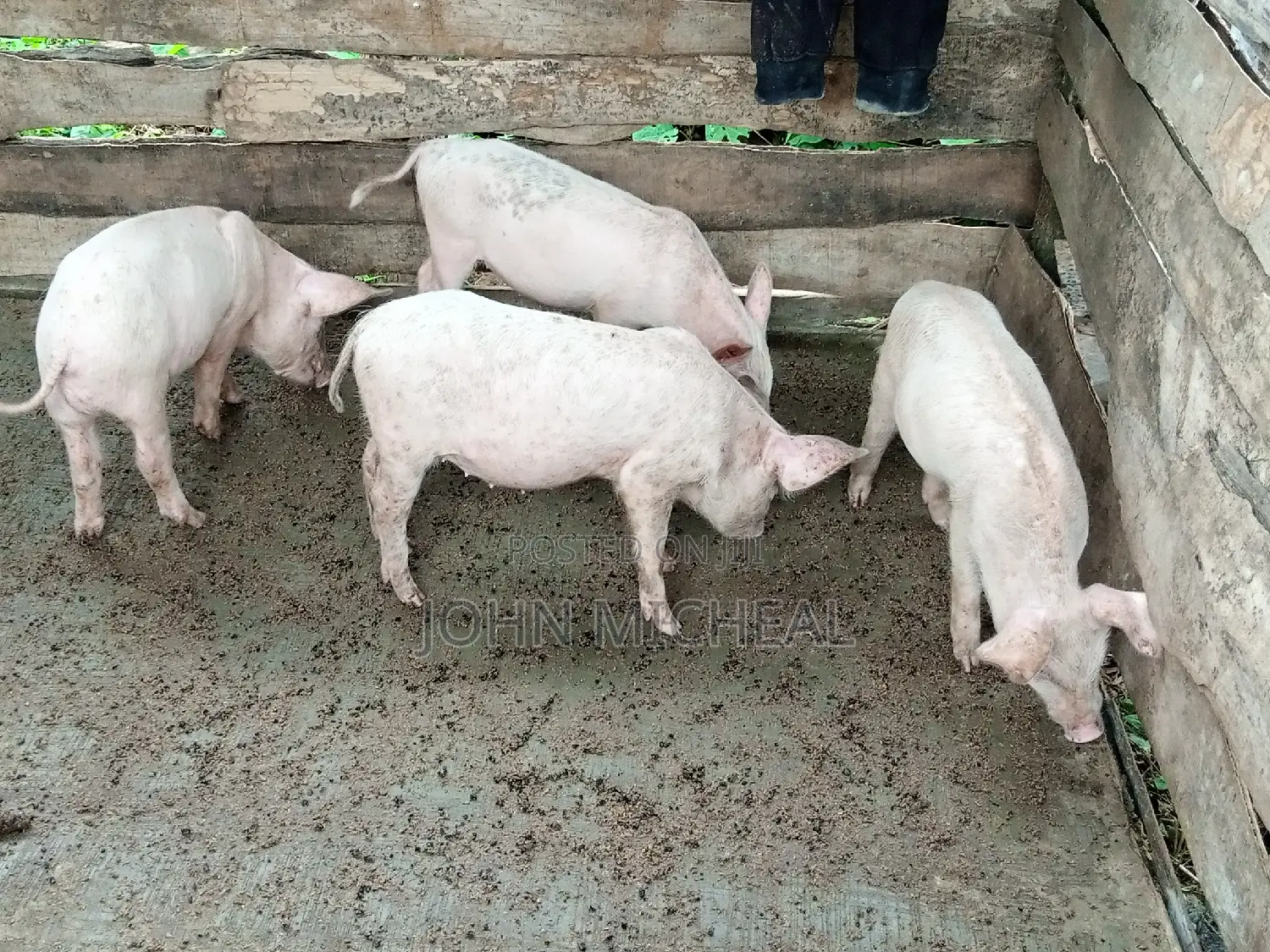 Pigs for Sale