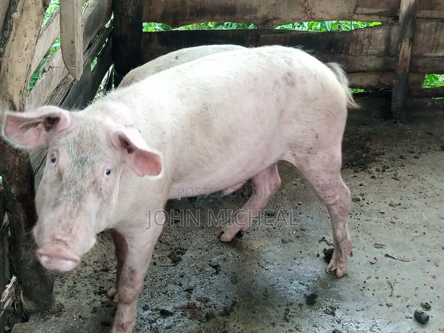 Pigs for Sale