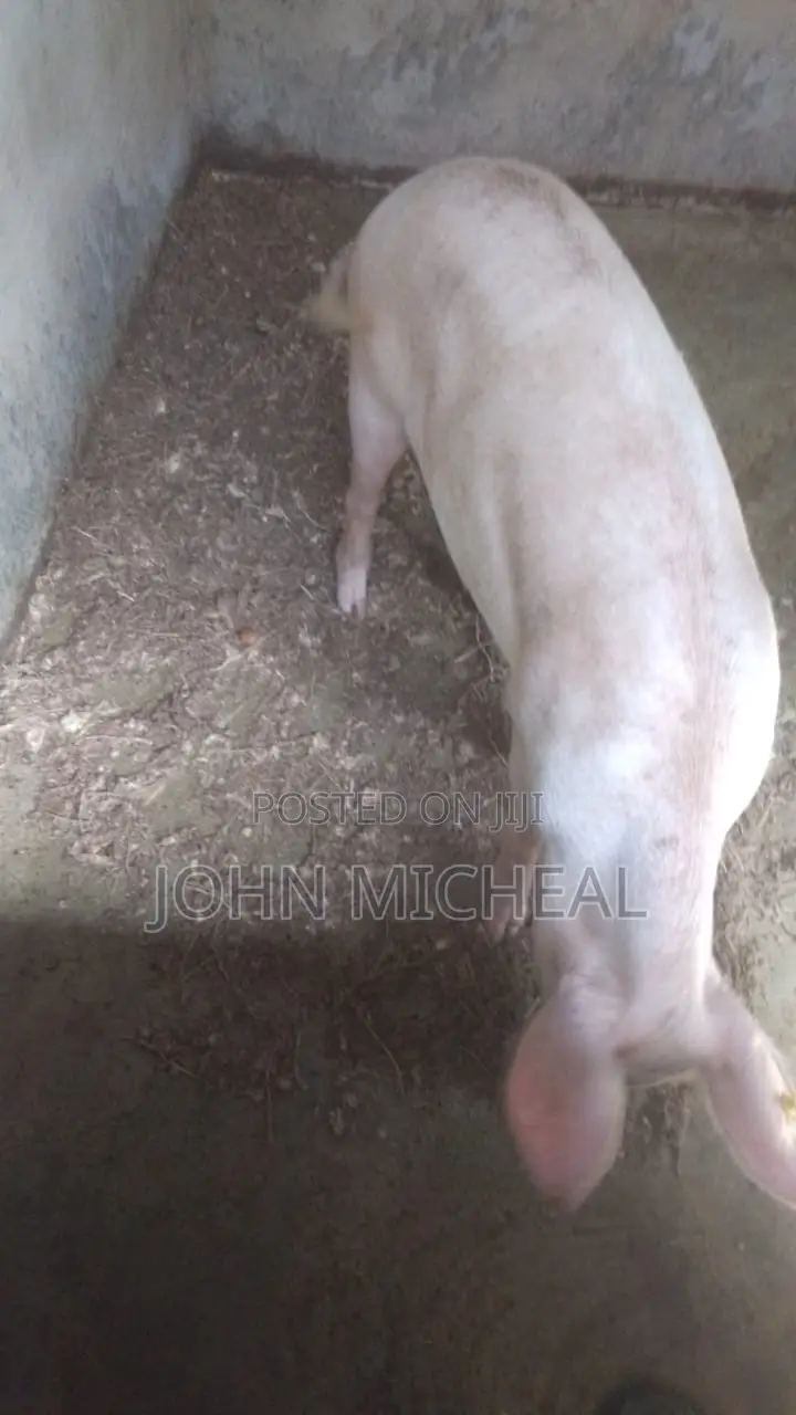 Pigs for Sale
