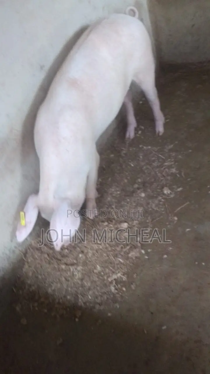 Pigs for Sale