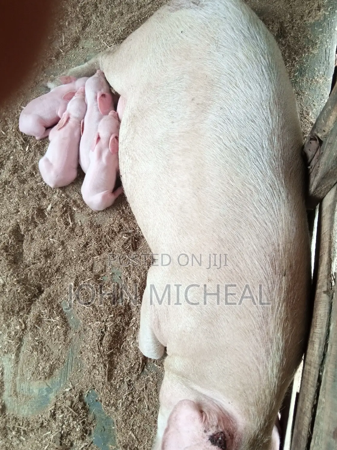 Pigs for Sale