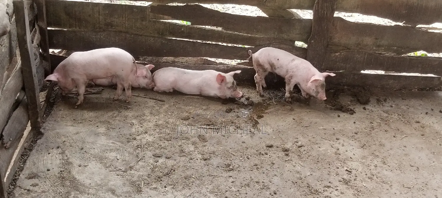 Pigs for Sale