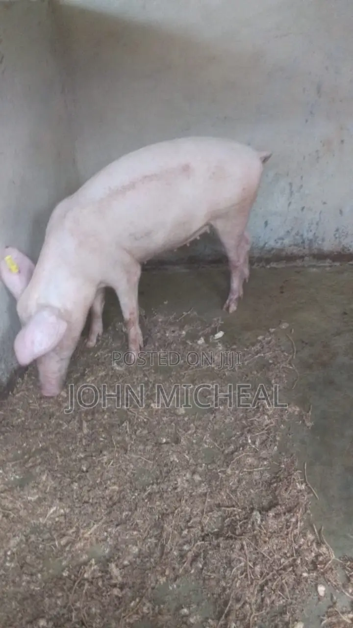 Pigs for Sale