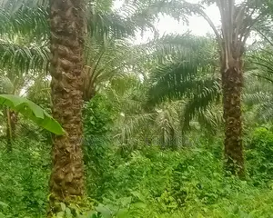 5000 Acres Oilpalm Farm for Sale in Ogbere, Ijebu East, Ogun