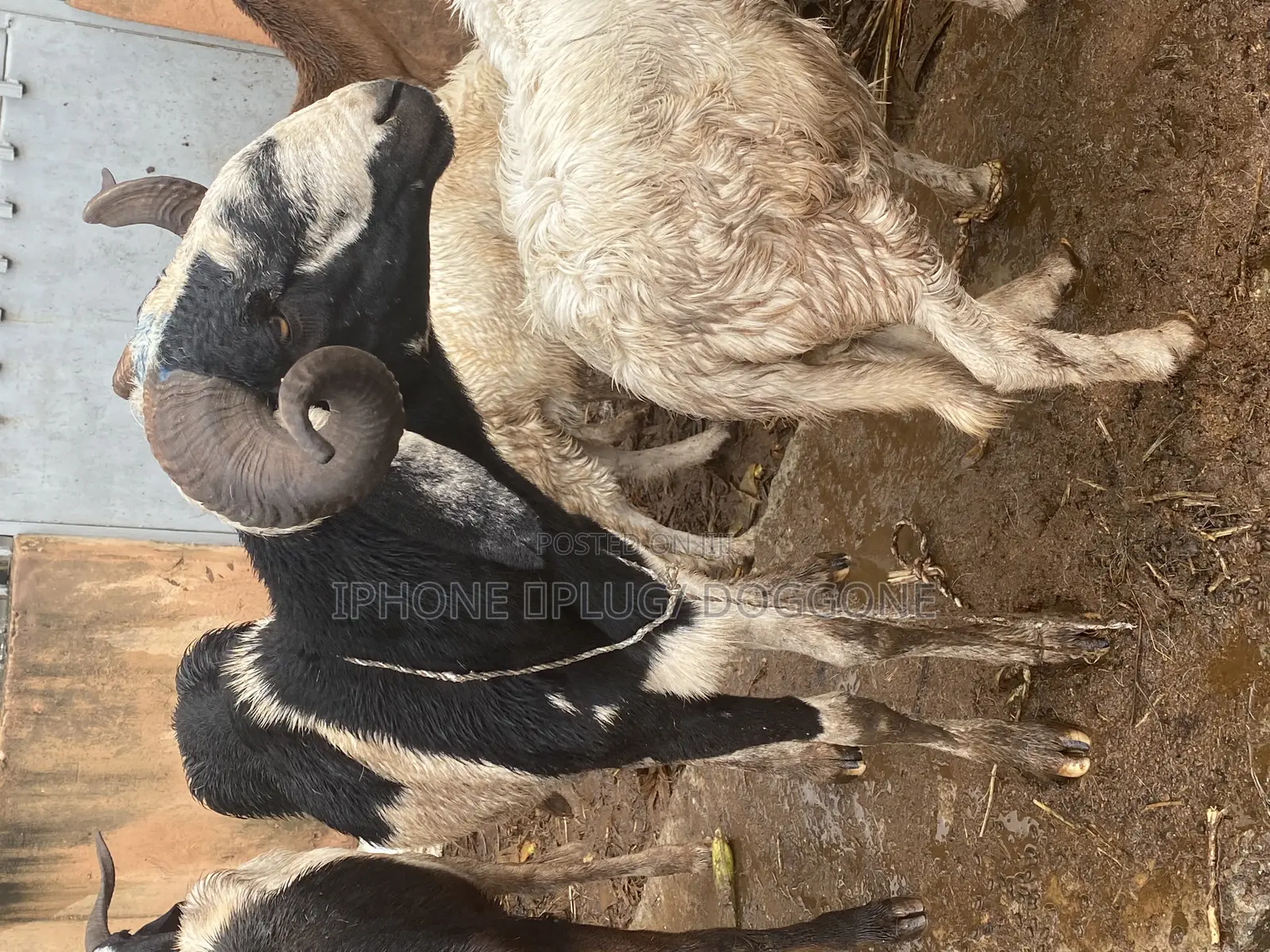 Big and Plenty Ram