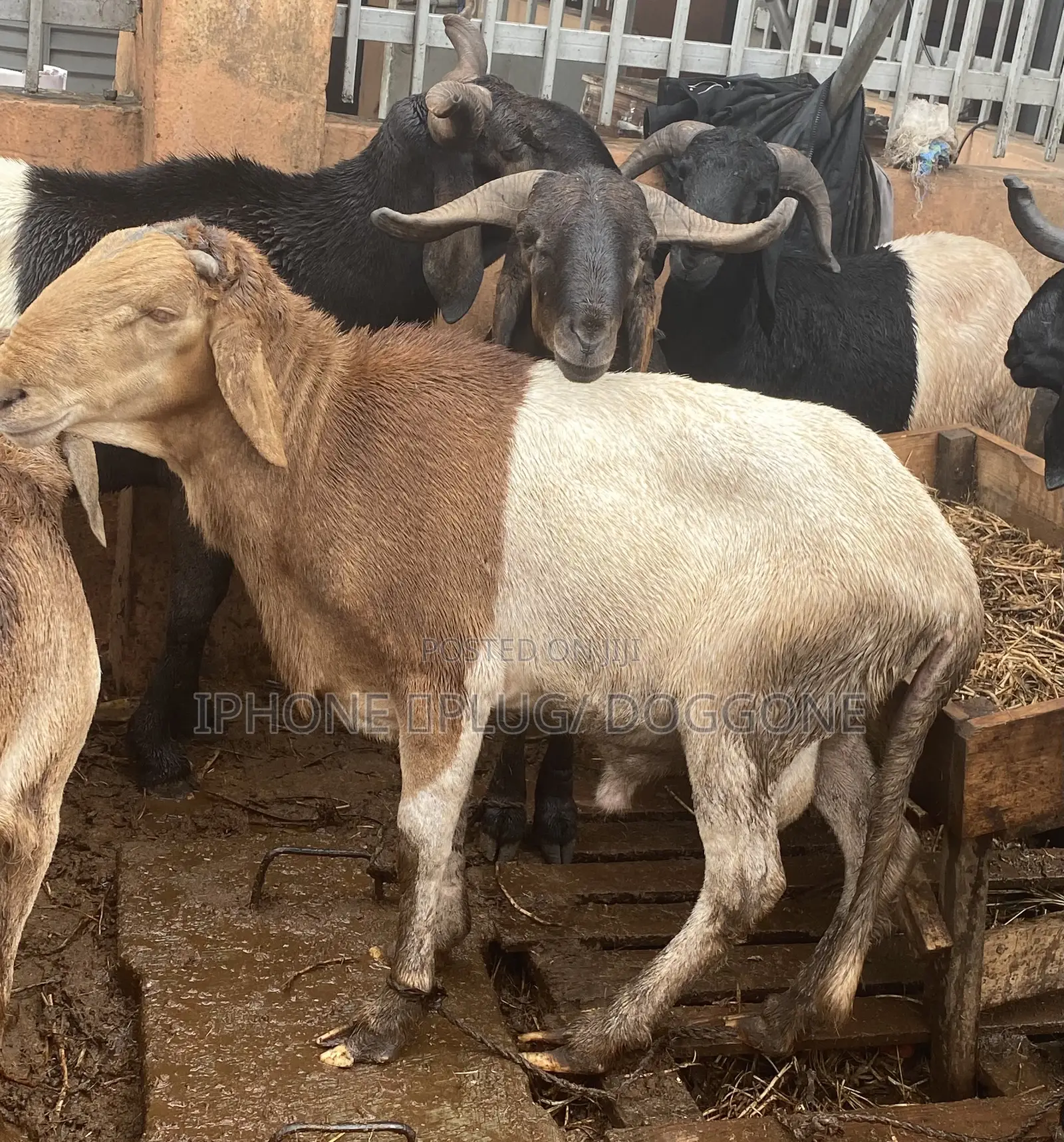 Big and Plenty Ram